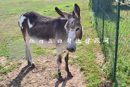 虹口区公司法律顾问 虹口区公司法律顾问