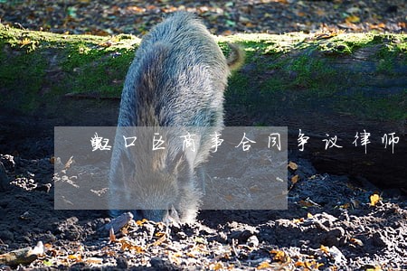 虹口区商事合同争议律师 虹口区商事合同争议律师