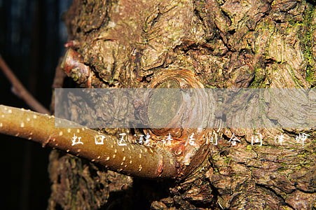 虹口区聘请居间合同律师 虹口区聘请居间合同律师