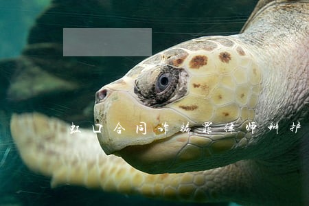 虹口合同诈骗罪律师辩护律师 虹口合同诈骗罪律师辩护律师