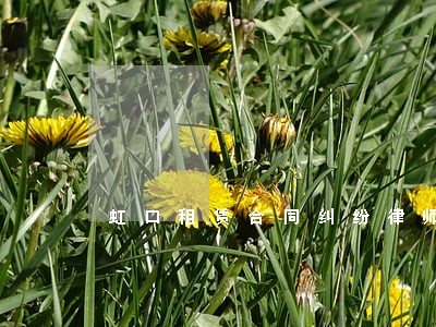 虹口租赁合同纠纷律师 虹口租赁合同纠纷律师