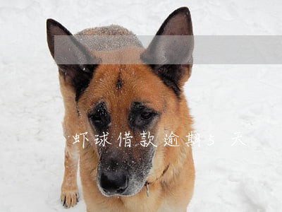 虾球借款逾期5天 虾球借款逾期5天