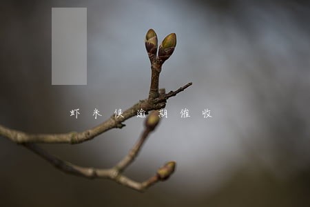 虾米侠逾期催收