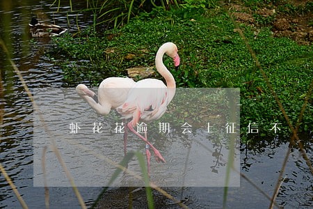 虾花花逾期会上征信不 虾花花逾期会上征信不