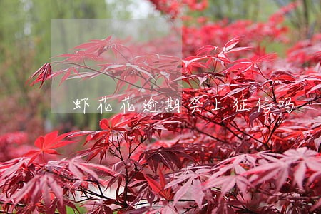 虾花花逾期会上征信吗 虾花花逾期会上征信吗