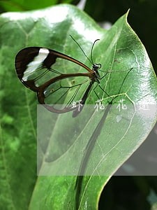 虾花花逾期催收怎么样 虾花花逾期催收怎么样