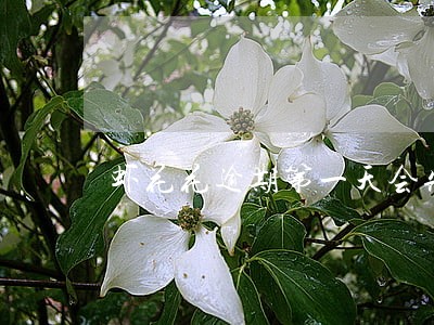 虾花花逾期第一天会先联系你么 虾花花逾期第一天会先联系你么