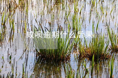 蚁呗逾期什么后果 蚁呗逾期什么后果