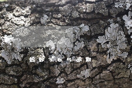 蚂蚁365逾期 蚂蚁365逾期