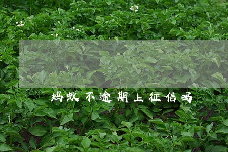 蚂蚁不逾期上征信吗 蚂蚁不逾期上征信吗
