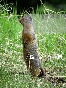 蚂蚁信用卡逾期 蚂蚁信用卡逾期
