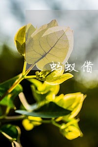 蚂蚁借了4200逾期两年 蚂蚁借了4200逾期两年