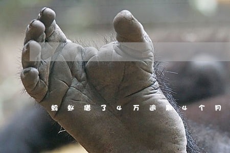 蚂蚁借了4万逾期4个月 蚂蚁借了4万逾期4个月