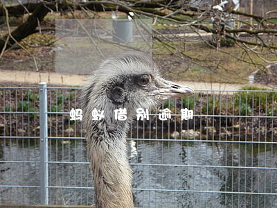 蚂蚁借别逾期 蚂蚁借别逾期
