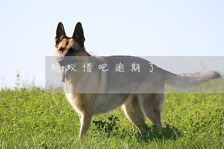 蚂蚁借吧逾期了 蚂蚁借吧逾期了