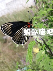 蚂蚁借吧逾期利息多少钱 蚂蚁借吧逾期利息多少钱