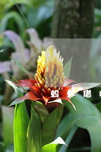 蚂蚁借呗10000逾期利息