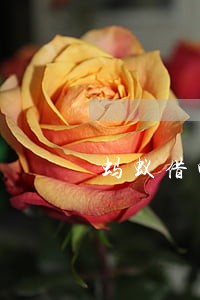 蚂蚁借呗1月逾期没有上征信 蚂蚁借呗1月逾期没有上征信