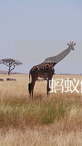 蚂蚁借呗30万逾期两年 蚂蚁借呗30万逾期两年