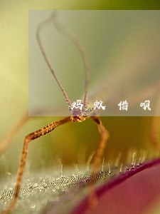 蚂蚁借呗4000块逾期4个月 蚂蚁借呗4000块逾期4个月