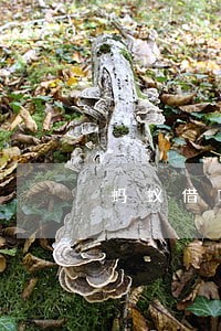 蚂蚁借呗4000逾期半年 蚂蚁借呗4000逾期半年