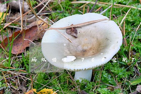 蚂蚁借呗4700逾期76天 蚂蚁借呗4700逾期76天