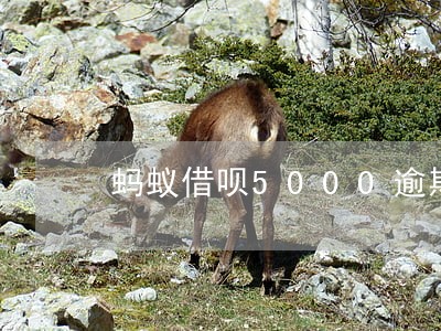 蚂蚁借呗5000逾期61天 蚂蚁借呗5000逾期61天