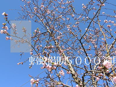 蚂蚁借呗5000逾期利息 蚂蚁借呗5000逾期利息