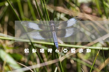 蚂蚁借呗6点算逾期 蚂蚁借呗6点算逾期