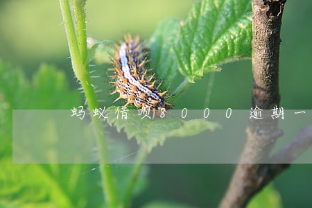 蚂蚁借呗8000逾期一年多钱 蚂蚁借呗8000逾期一年多钱