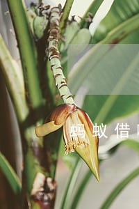蚂蚁借呗800元逾期