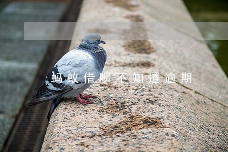 蚂蚁借呗不知道逾期 蚂蚁借呗不知道逾期