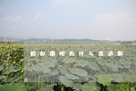 蚂蚁借呗为什么会逾期 蚂蚁借呗为什么会逾期