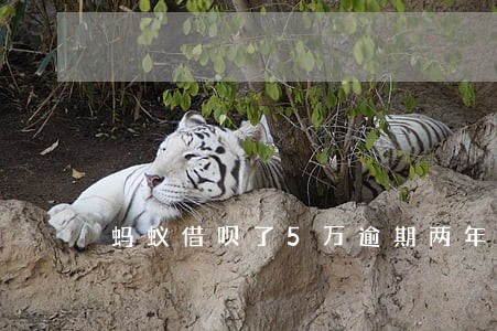 蚂蚁借呗了5万逾期两年 蚂蚁借呗了5万逾期两年