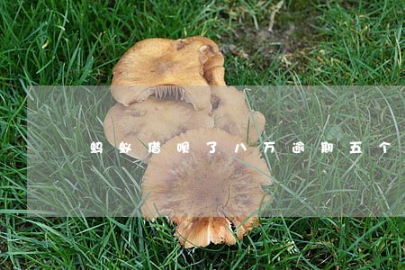 蚂蚁借呗了八万逾期五个月 蚂蚁借呗了八万逾期五个月