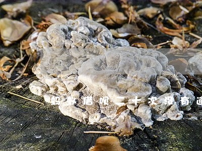 蚂蚁借呗二十次没有逾期 蚂蚁借呗二十次没有逾期
