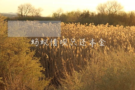 蚂蚁借呗只还本金 蚂蚁借呗只还本金