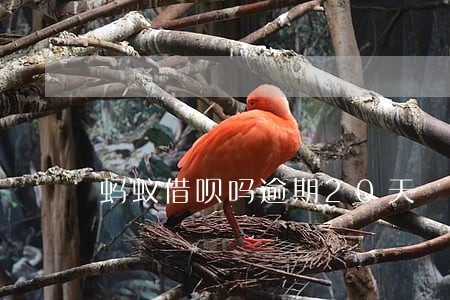 蚂蚁借呗吗逾期20天 蚂蚁借呗吗逾期20天