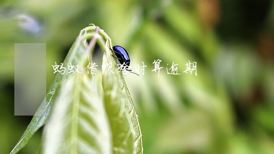 蚂蚁借呗啥时算逾期 蚂蚁借呗啥时算逾期