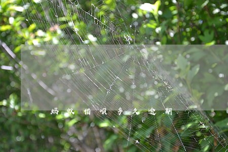 蚂蚁借呗多久逾期 蚂蚁借呗多久逾期