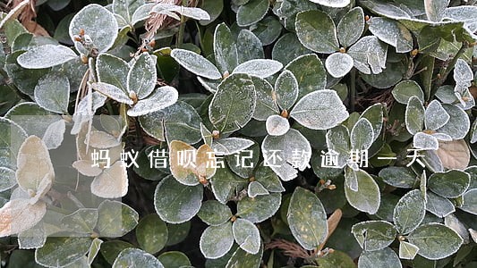蚂蚁借呗忘记还款逾期一天 蚂蚁借呗忘记还款逾期一天