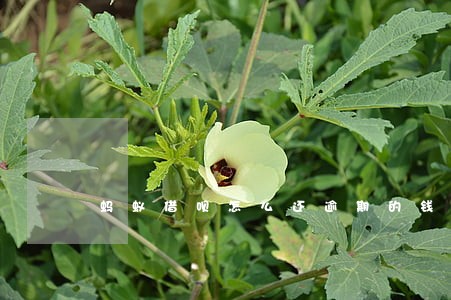 蚂蚁借呗怎么还逾期的钱 蚂蚁借呗怎么还逾期的钱