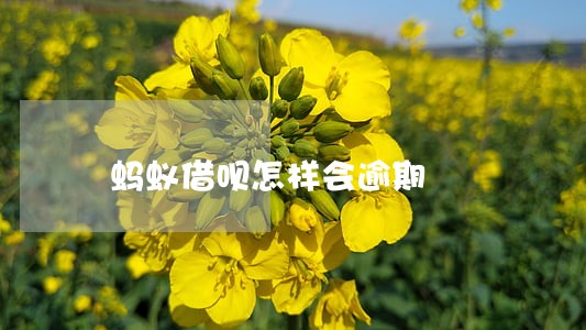 蚂蚁借呗怎样会逾期