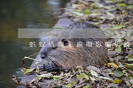蚂蚁借呗无逾期影响房贷审批吗 蚂蚁借呗无逾期影响房贷审批吗