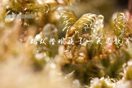 蚂蚁借呗晚了一天还款算逾期吗 蚂蚁借呗晚了一天还款算逾期吗