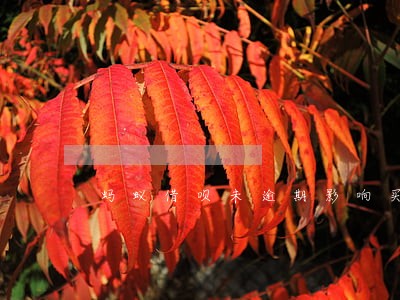 蚂蚁借呗未逾期影响买房贷款 蚂蚁借呗未逾期影响买房贷款