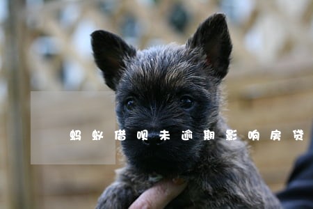 蚂蚁借呗未逾期影响房贷 蚂蚁借呗未逾期影响房贷