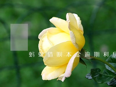 蚂蚁借呗本金逾期利息 蚂蚁借呗本金逾期利息