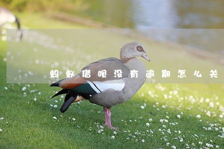 蚂蚁借呗没有逾期怎么关了 蚂蚁借呗没有逾期怎么关了