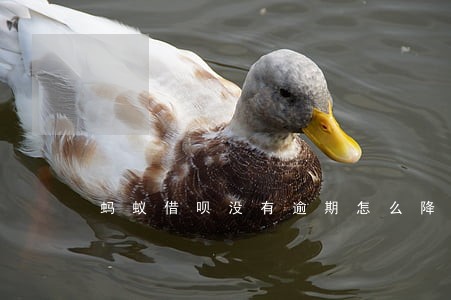 蚂蚁借呗没有逾期怎么降度 蚂蚁借呗没有逾期怎么降度